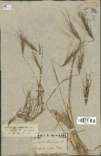 spécimen de Aegilops triuncialis