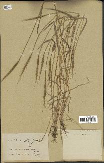 spécimen de Aegilops ventricosa