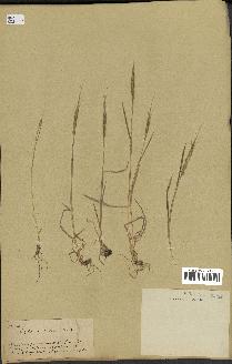spécimen de Aegilops ventricosa