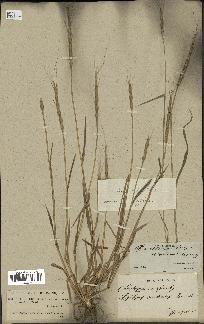 spécimen de Aegilops ventricosa