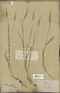 spécimen de Aegilops ventricosa