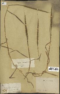 spécimen de Aegilops ventricosa
