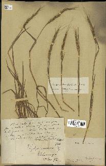 spécimen de Aegilops ventricosa
