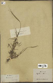 spécimen de Aegilops ventricosa