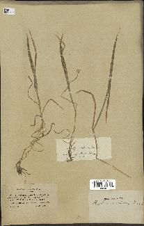 spécimen de Aegilops ventricosa
