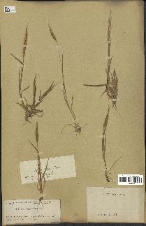 spécimen de Aegilops ventricosa