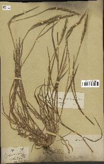 spécimen de Aegilops ventricosa