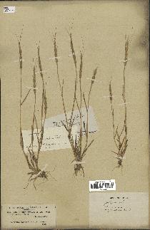 spécimen de Aegilops ventricosa