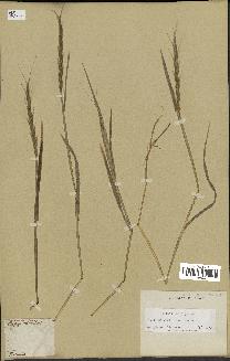 spécimen de Aegilops ventricosa