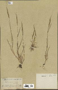 spécimen de Aegilops ventricosa