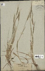 spécimen de Aegilops ventricosa