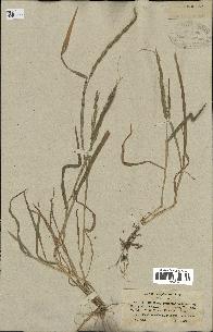 spécimen de Aegilops ventricosa