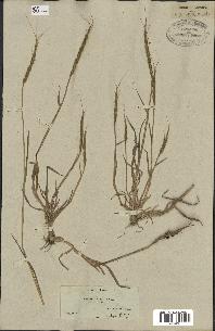 spécimen de Aegilops ventricosa