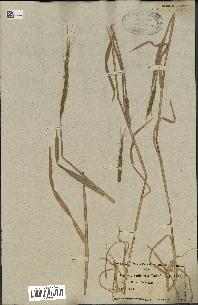spécimen de Aegilops ventricosa