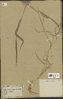 spécimen de Aegilops ventricosa