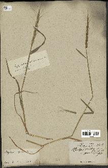 spécimen de Aegilops ventricosa
