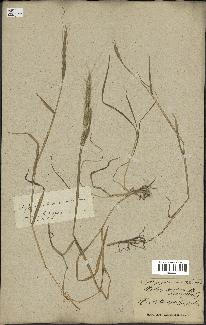 spécimen de Aegilops ventricosa