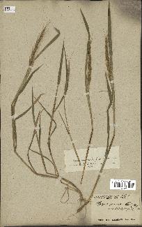 spécimen de Aegilops ventricosa