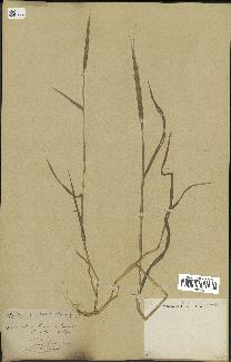 spécimen de Aegilops ventricosa