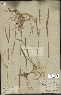 spécimen de Aegilops ventricosa