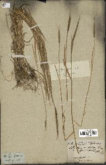 spécimen de Aegilops ventricosa