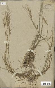 spécimen de Aegilops triuncialis