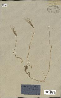 spécimen de Aegilops triuncialis