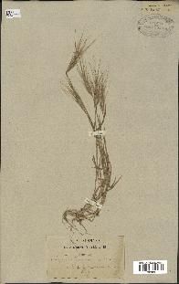 spécimen de Aegilops triuncialis