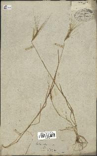 spécimen de Aegilops triuncialis