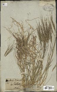 spécimen de Aegilops triuncialis