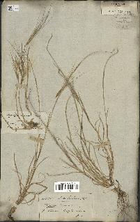 spécimen de Aegilops triuncialis