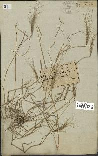 spécimen de Aegilops triuncialis