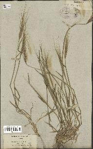 spécimen de Aegilops triuncialis