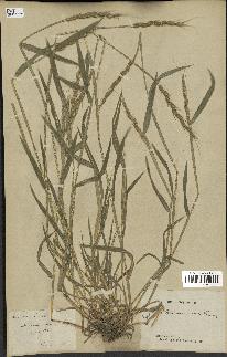 spécimen de Aegilops ventricosa