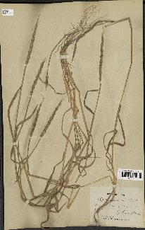 spécimen de Aegilops ventricosa