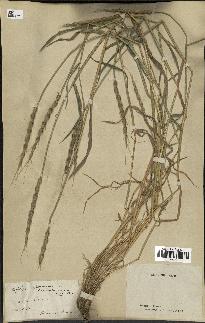 spécimen de Aegilops ventricosa
