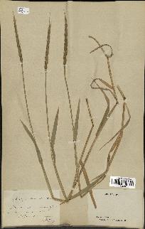 spécimen de Aegilops ventricosa