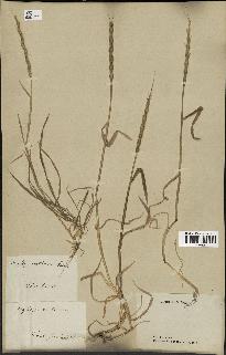 spécimen de Aegilops ventricosa