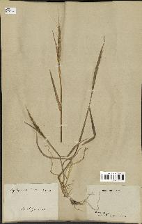 spécimen de Aegilops ventricosa