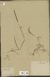spécimen de Aegilops ventricosa