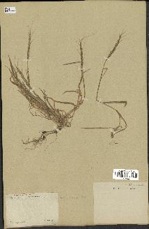 spécimen de Aegilops ventricosa