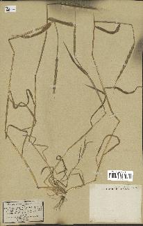 spécimen de Aegilops ventricosa