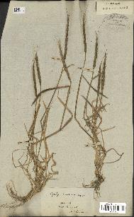 spécimen de Aegilops ventricosa