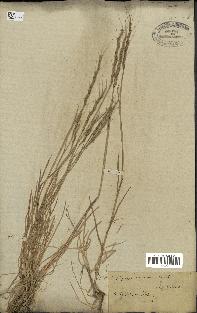 spécimen de Aegilops ventricosa