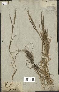 spécimen de Aegilops ventricosa