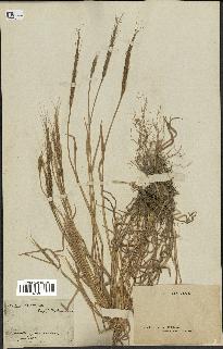 spécimen de Aegilops ventricosa