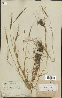 spécimen de Aegilops ventricosa