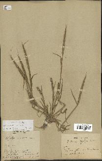 spécimen de Aegilops ventricosa