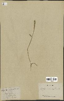 spécimen de Aegilops ventricosa
