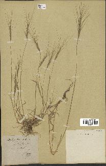 spécimen de Aegilops triuncialis